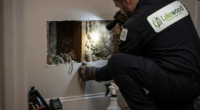 What Can a Mouse Exterminator Do About a Dead Mouse Smell in Your Walls?